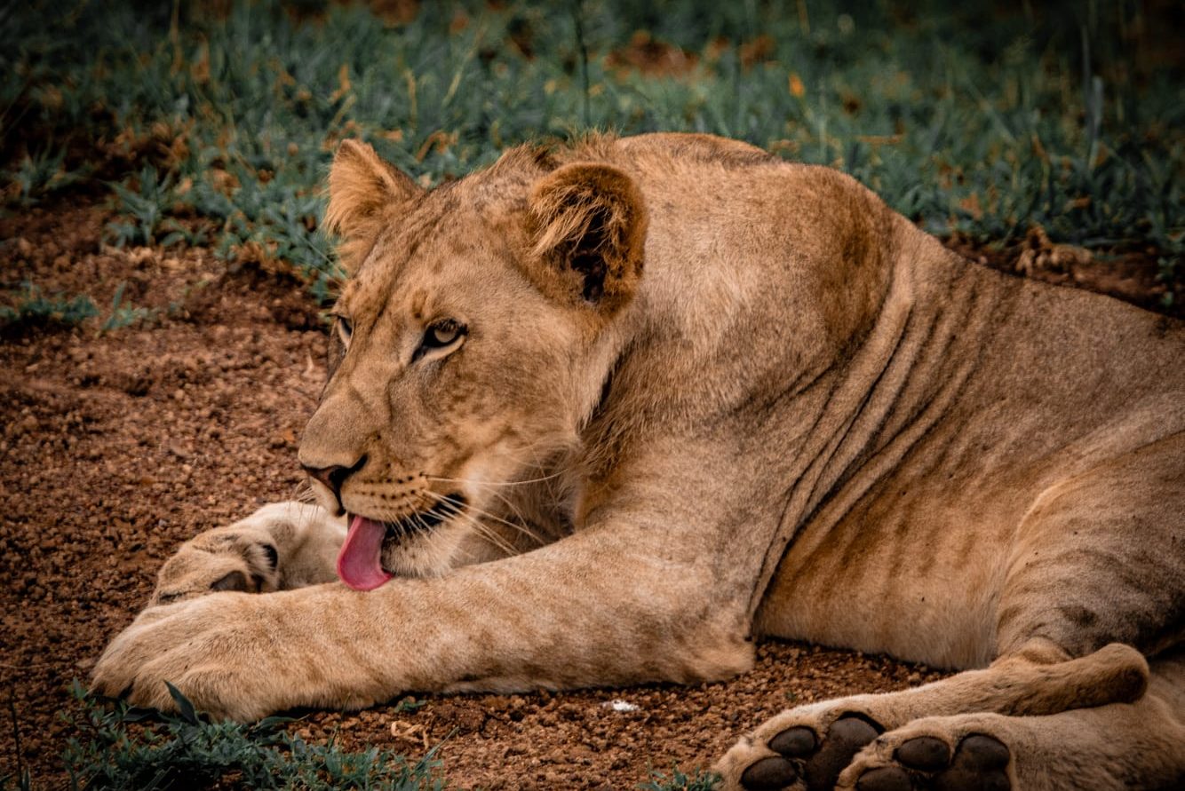 A lion rests at Murchison falls national park in Uganda - Valverde Safaris Uganda