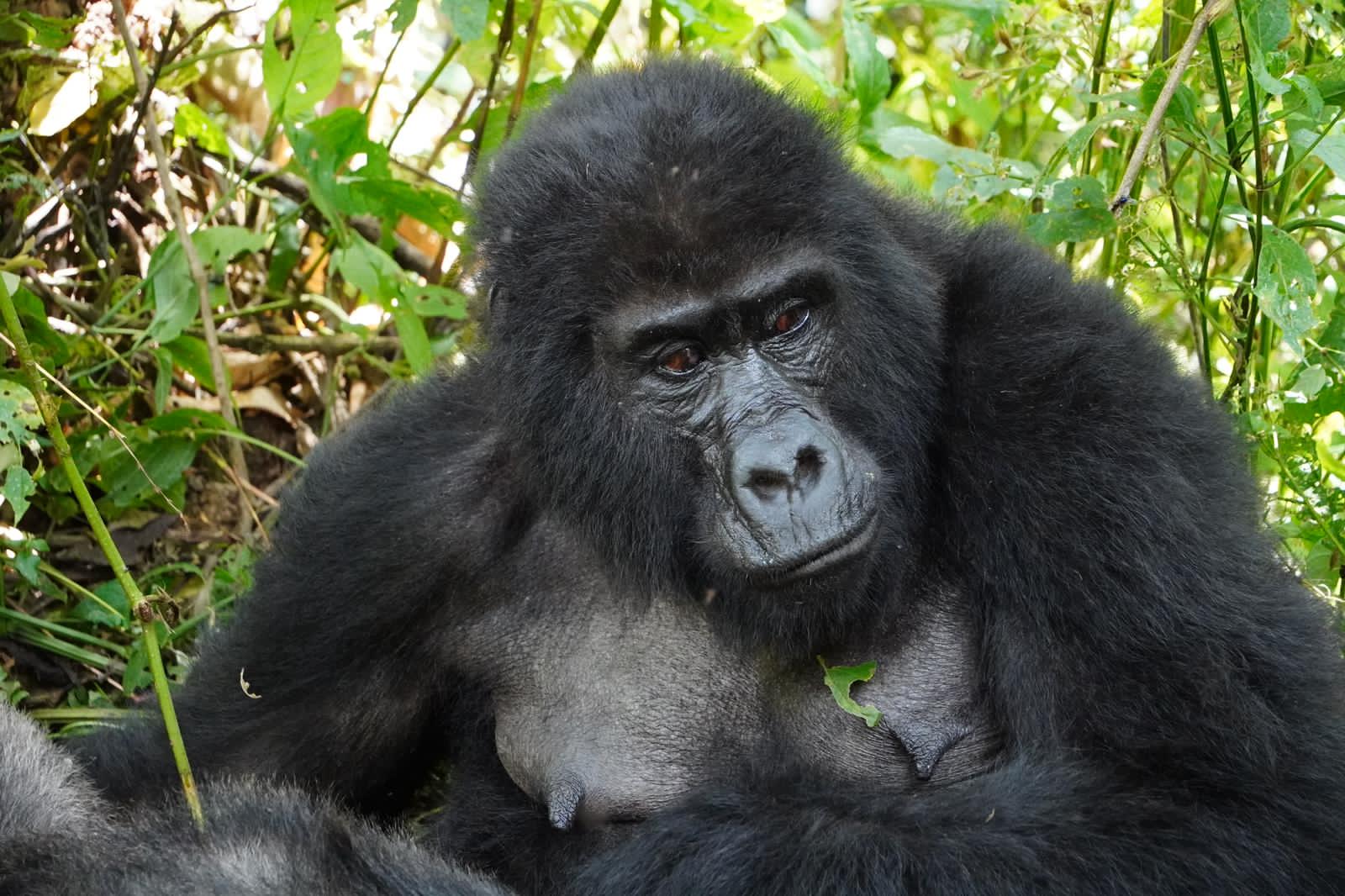 A gorilla sits in a forest at Bwindi Impenetrable Forest National Park - Valverde Safaris Uganda