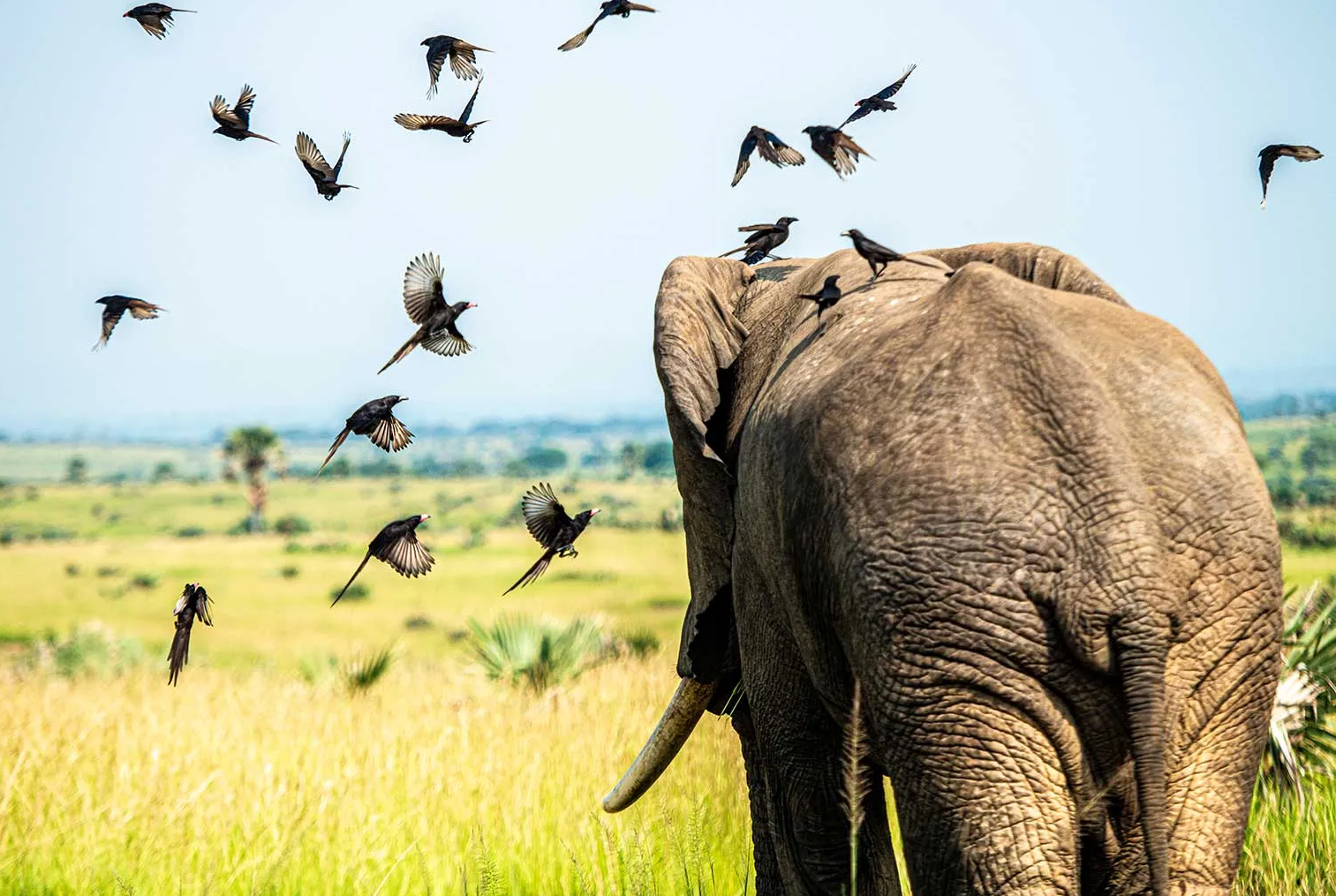 elephant at murchison falls national park