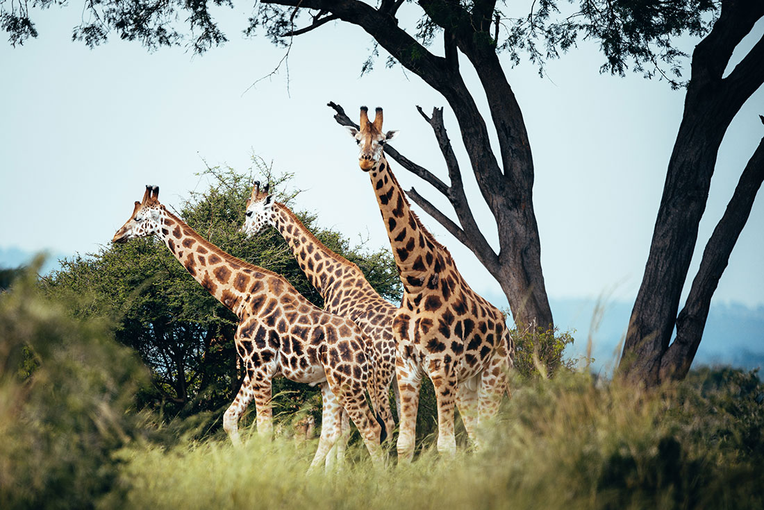 Giraffes at Murchison Falls National Park in Uganda - Valverde Safaris Uganda