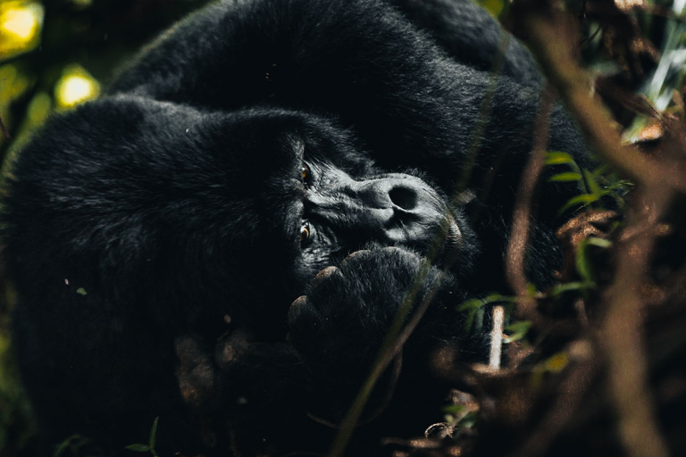 A majestic mountain gorilla resting in the lush forest, surrounded by trees and foliage.