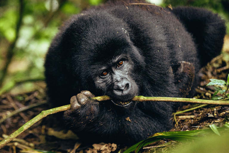 A mountain gorilla munching on a stick at Bwindi Impenetrable National Park