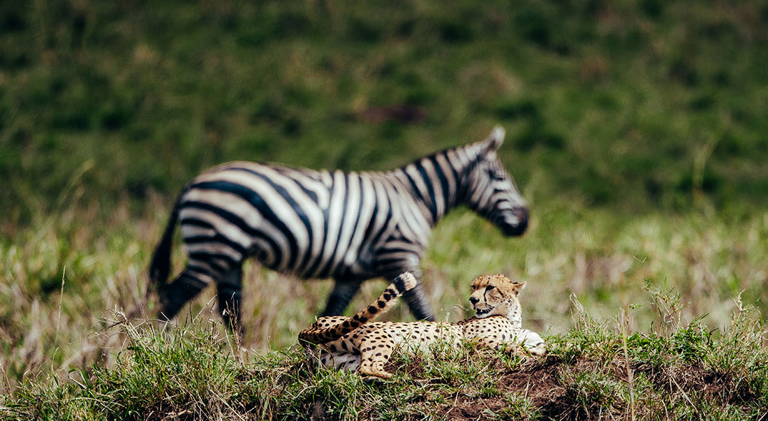 A Zebra walks past Cheetah resting in the Wild - Valverde Safaris Uganda