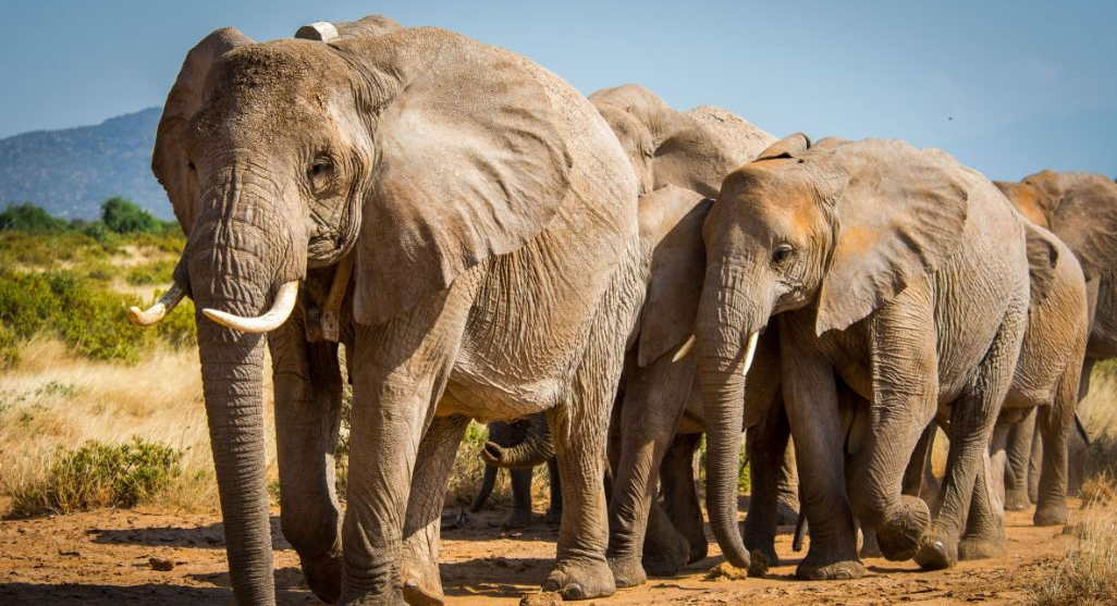A family of Elephants in Kidepo Vally National Park - Valverde Safaris Uganda