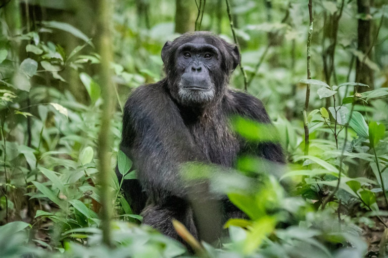 A Chimpanzee (Primates) at Kibale National Park