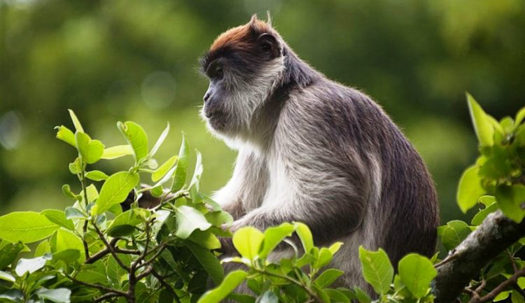 A monkey sits on a tree branch at Kibale National Park - Valverde Safaris Uganda