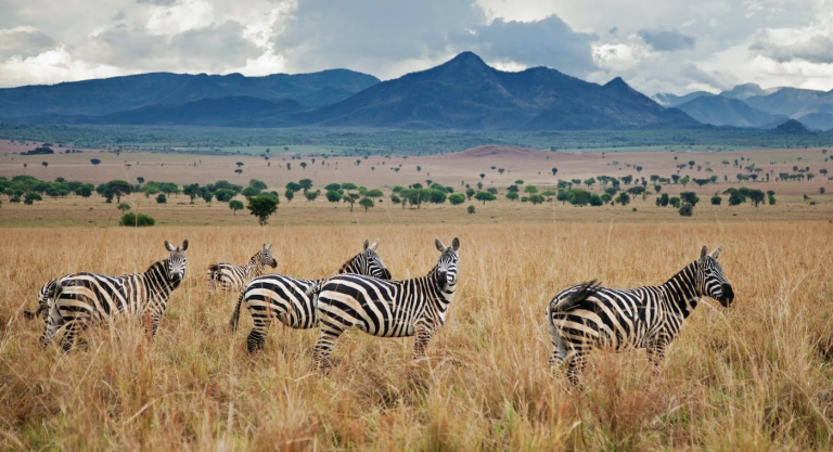 A group of Zebras grazing in the Kidepo Valley National Park Savannah - Valverde Safaris Uganda