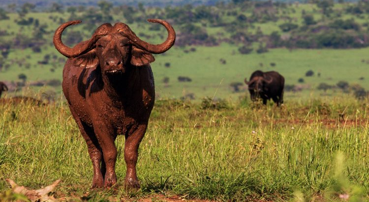 A Bufallo at Kidepo Valley National Park - Valverde Safaris Uganda