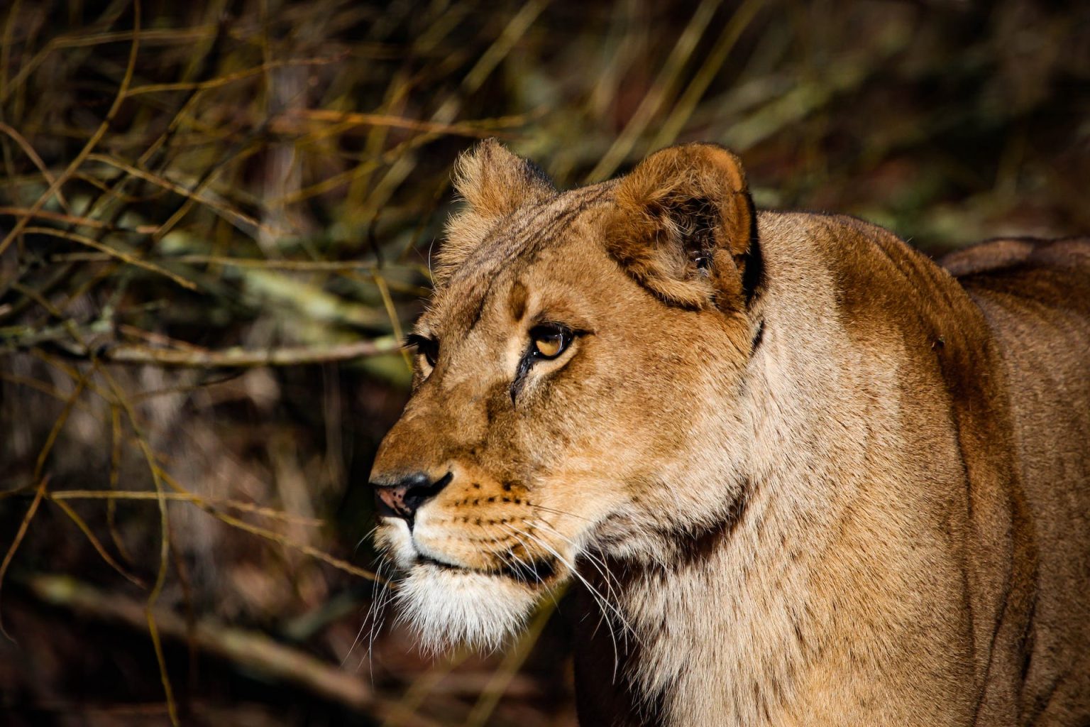 A lion having a glimpse of the wild nature at Murchison Falls National Park - Valverde Safaris Uganda