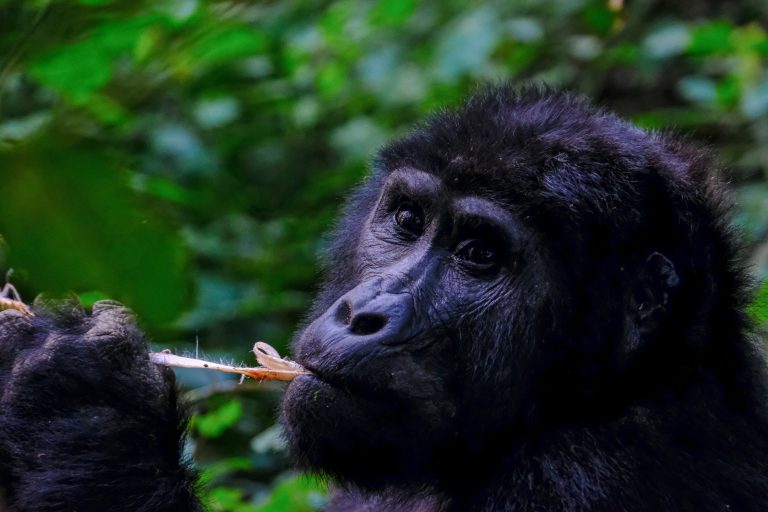 A mountain gorilla peacefully munching on a leaf in its natural habitat at Bwindi Impenetrable National Park - Valverde Safaris Uganda