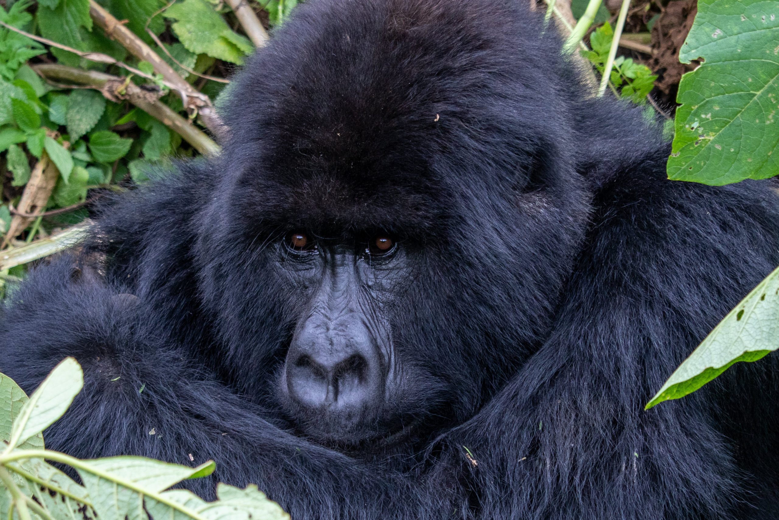 A mountain gorilla amidst the lush forest of Mgahinga Gorilla National Park - Valverde Safaris Uganda